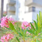 Apartament Moon Trogir